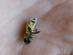 Helophilus latifrons