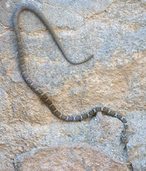 Platyceps bholanathi