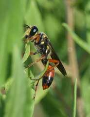 Sphex dorsalis