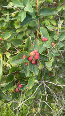 Lonicera tatarica
