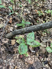 Persicaria virginiana