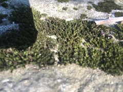 Hedwigia ciliata