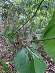 Smilax