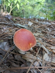 Tricholomopsis rutilans