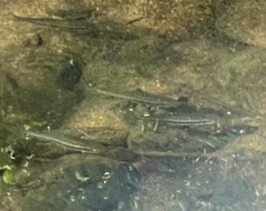 Rhinichthys atratulus