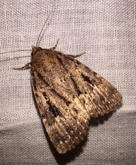 Amphipyra pyramidea