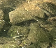 Rhinichthys atratulus