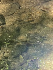 Rhinichthys atratulus