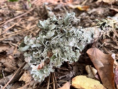 Parmotrema hypotropum