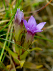 Gentianella