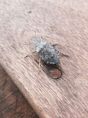 Brochymena quadripustulata