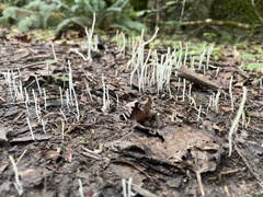 Clavaria fragilis
