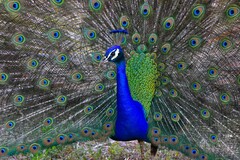 Pavo cristatus