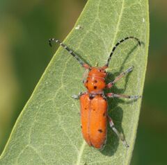 Tetraopes femoratus
