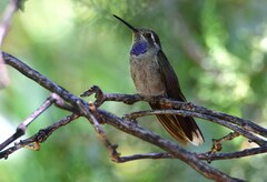 Lampornis clemenciae
