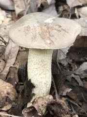 Retiboletus griseus