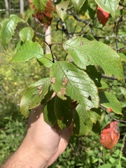 Prunus americana