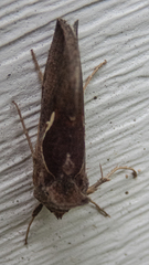 Anagrapha falcifera