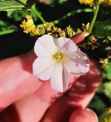 Convolvulus arvensis