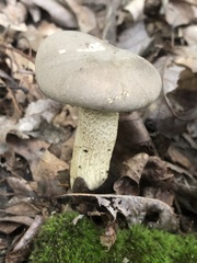 Retiboletus griseus
