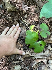 Sanguinaria canadensis