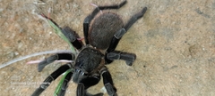 Sericopelma