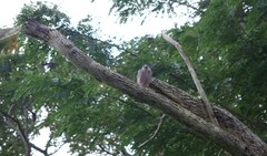 Accipiter rufitorques