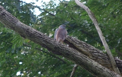 Accipiter rufitorques