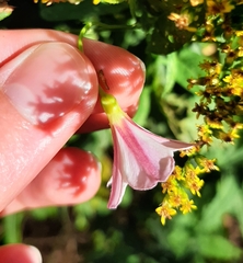 Convolvulus arvensis