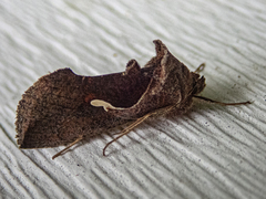 Anagrapha falcifera
