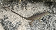 Anolis grahami
