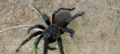 Sericopelma