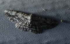 Anavitrinella pampinaria