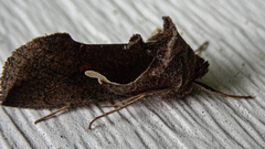 Anagrapha falcifera