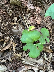 Sanguinaria canadensis