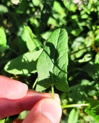 Convolvulus arvensis