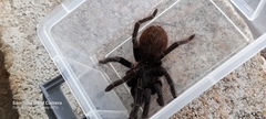 Sericopelma