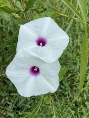 Ipomoea pandurata
