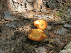 Omphalotus subilludens