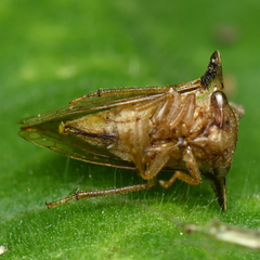 Smiliinae