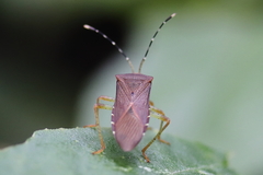 Anasa