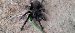 Sericopelma