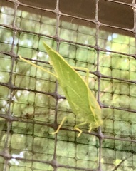 Microcentrum rhombifolium