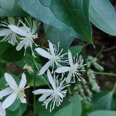 Clematis flammula