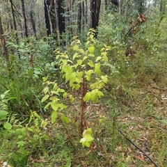 Olearia tomentosa