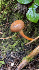 Chroogomphus vinicolor