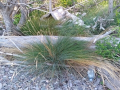 Festuca filiformis