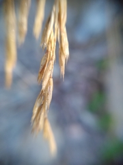 Festuca filiformis