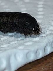 Spodoptera ornithogalli
