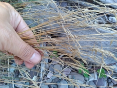 Festuca filiformis